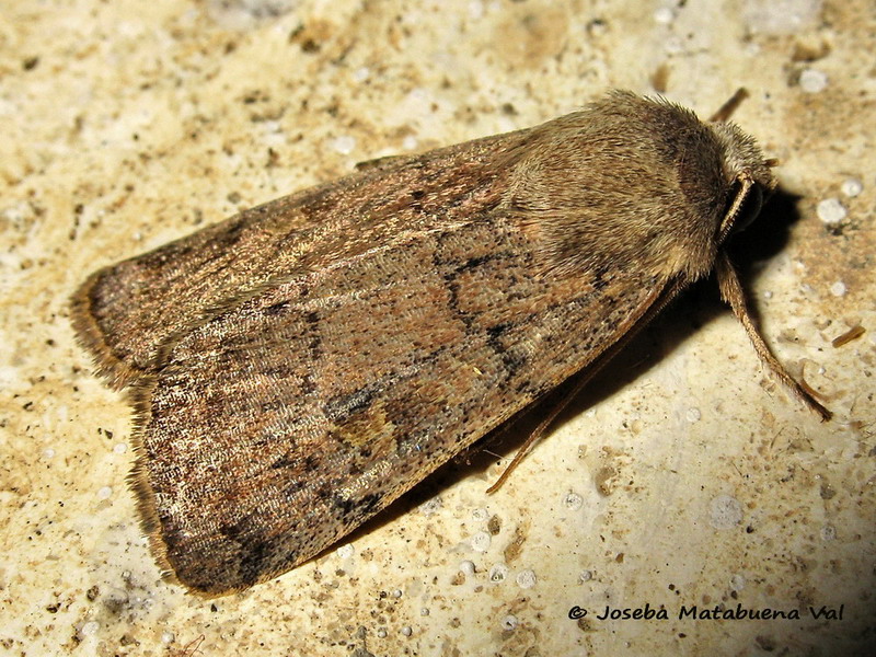 Noctuidae da id. - Xestia (Xestia) xanthographa